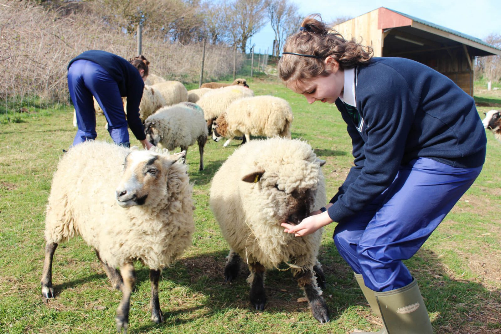 Dos compañeras de internado, alimentando a ovejas - Roedean School